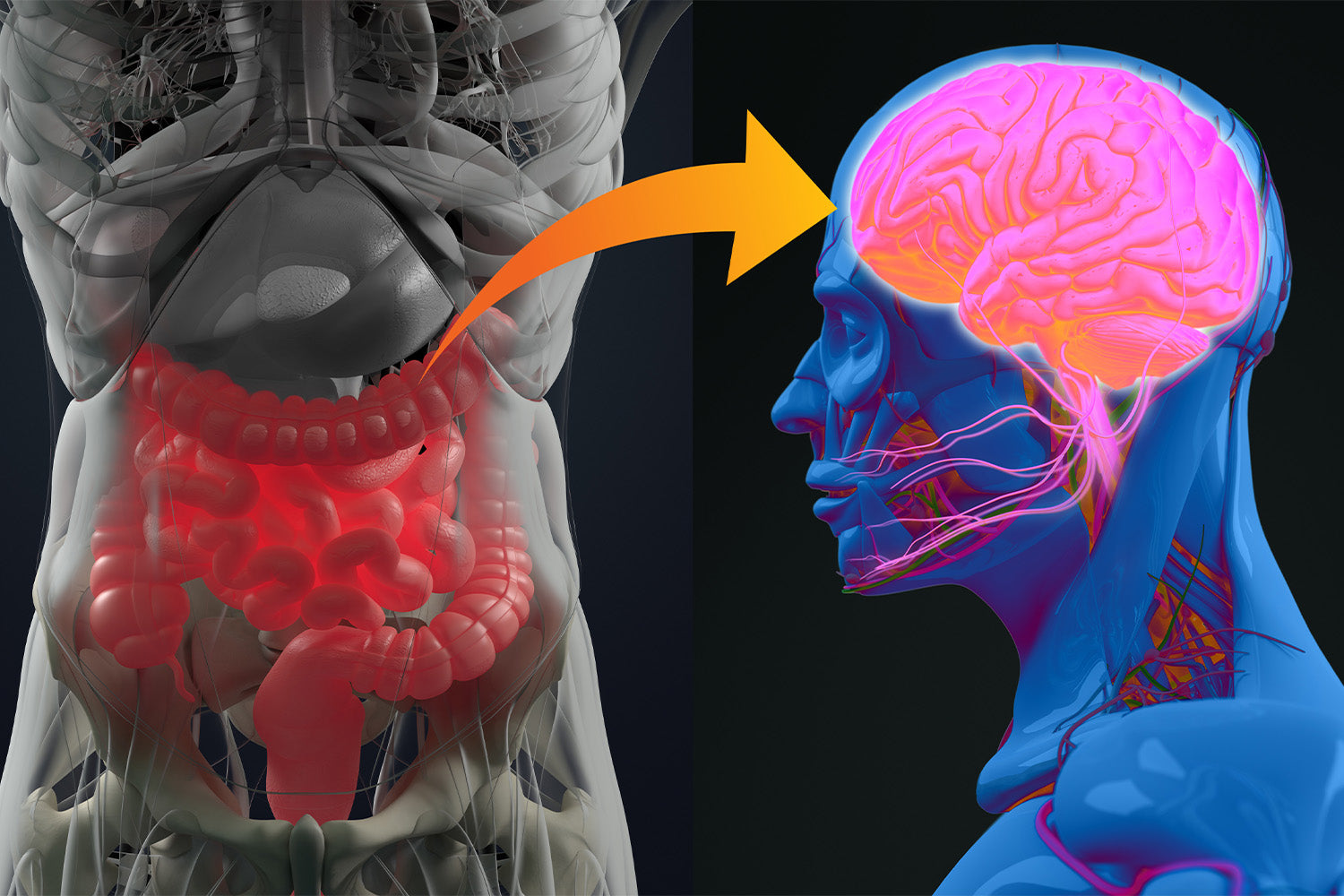 Gut-Brain Connection: Surprising Facts About How It Works
