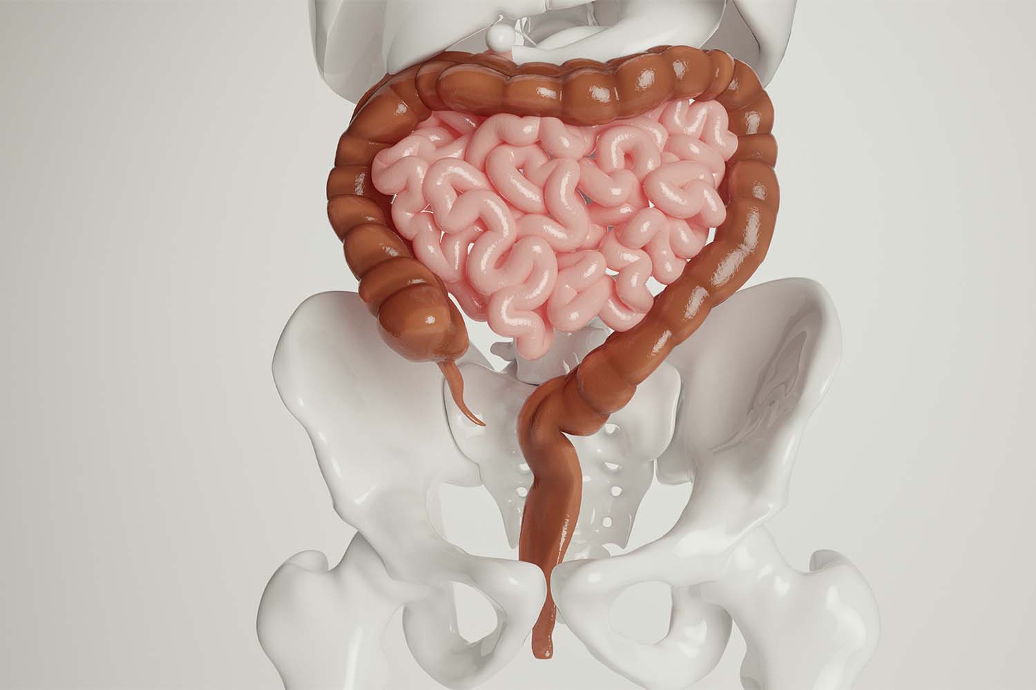 What Is a GI Tract?