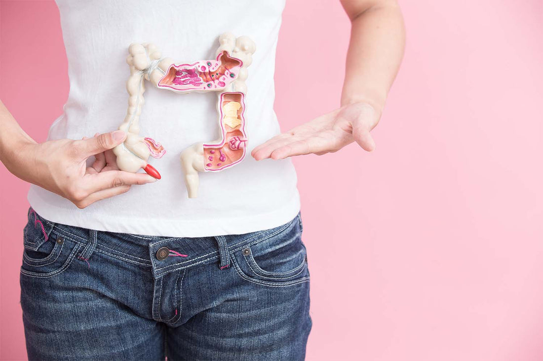 Woman holding intestines model over her stomach, showing postbiotics gut health.